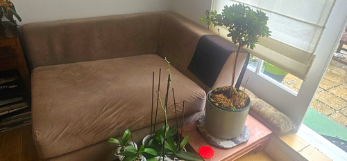 Brown velvet sofa - velvet, sofa/couch